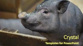  Presentation with pig - Cool new slide deck with big miniature pig mini piggy backdrop and a tawny brown colored foreground