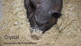  Presentation with pig - PPT theme enhanced with big miniature pig mini piggy background and a coral colored foreground