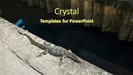  Presentation with canal - Colorful presentation design enhanced with big-monitor-lizard-next backdrop and a tawny brown colored foreground