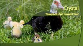  Presentation with duck - Presentation theme having big muscovy duck with chickens background and a tawny brown colored foreground