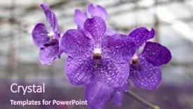  Presentation with navy blue - Beautiful theme featuring big navy blue flower orchids backdrop and a  colored foreground