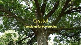  Presentation with oak woodland uk - Amazing PPT theme having big oak trunk with branches backdrop and a  colored foreground