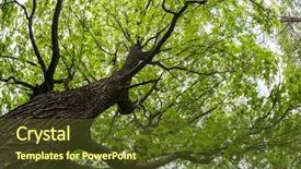  Presentation with bermuda triangle old map - Slide set featuring lower point of view background and a tawny brown colored foreground