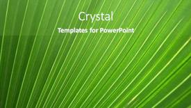  Presentation with palm leaves - PPT layouts having big-palm-leaves-background-tree background and a seafoam green colored foreground