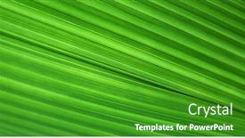  Presentation with palm leaves - Slide deck enhanced with big-palm-leaves-background-tree background and a shamrock green colored foreground