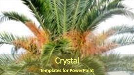  Presentation with palm leaves - Presentation theme consisting of old brown bamboo fences background and a yellow colored foreground