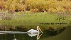  Presentation with sea shore - Colorful presentation theme enhanced with big-pelican-on-the-sea backdrop and a gold colored foreground
