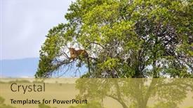  Presentation with leopard cat - Beautiful theme featuring big-picturesque-cat-spotted-leopard backdrop and a yellow colored foreground