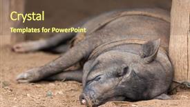  Presentation with pig farm - Theme enhanced with a karen tribe farm background and a tawny brown colored foreground