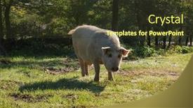  Presentation with pig - Theme with ear biological - big pig standing background and a tawny brown colored foreground