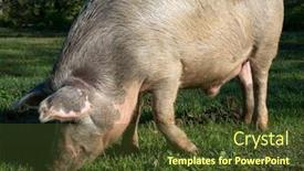  Presentation with pig - Slides having ear biological - big pig standing background and a tawny brown colored foreground