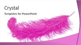  Presentation with pink white - Colorful slide deck enhanced with big pink feather on white backdrop and a white colored foreground