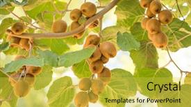  Presentation with kiwi fruit - Cool new presentation theme with big plantation of kiwi fruit backdrop and a yellow colored foreground