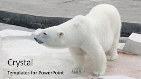  Presentation with polar bear - Presentation having big polar bear standing background and a light gray colored foreground