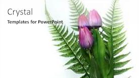  Presentation with fern - Audience pleasing PPT layouts consisting of big-purple-tulips-on-white backdrop and a white colored foreground