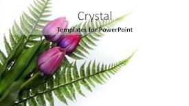  Presentation with fern - Slide deck featuring big-purple-tulips-on-white background and a white colored foreground