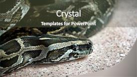  Presentation with python - Slide set featuring big python in terrarium closeup background and a tawny brown colored foreground