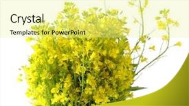  Presentation with rapeseed - Theme consisting of big rapeseed bundle isolated on white background background and a blonde colored foreground