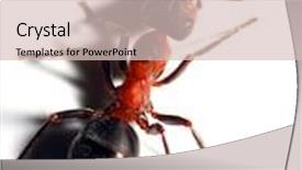  Presentation with ant - Presentation design consisting of big red ant isolated background and a soft green colored foreground