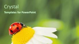  Presentation with ladybug - Theme consisting of big-red-ladybug-on-camomile background and a  colored foreground