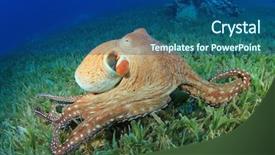  Presentation with octopus - Slide deck having big red octopus octopus cyaneus background and a ocean colored foreground