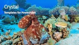  Presentation with hunting - Presentation design consisting of big red octopus octopus cyaneus hunting on a coral reef in the red sea background and a teal colored foreground