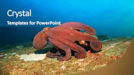  Presentation with coral reef - Colorful presentation enhanced with big red octopus on coral backdrop and a teal colored foreground