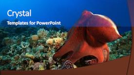  Presentation with octopus - Amazing slide set having big red octopus backdrop and a teal colored foreground