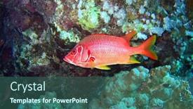  Presentation with deep sea - Colorful PPT theme enhanced with big-red-tropical-fish backdrop and a ocean colored foreground