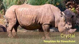  Presentation with grazing - Slide set featuring big rhino grazing in the meadow amazing animal background and a tawny brown colored foreground