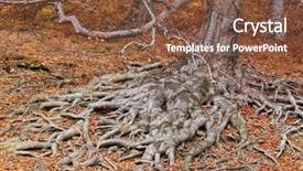  Presentation with fall colors - Presentation with big roots of a tree in fall colors background and a tawny brown colored foreground