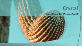  Presentation with saguaro - Amazing slide deck having big-saguaro-cactus backdrop and a seafoam green colored foreground