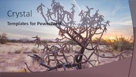  Presentation with saguaro - PPT layouts enhanced with big-saguaro-cactus background and a light blue colored foreground