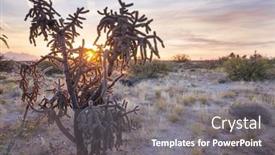  Presentation with saguaro - PPT theme having big-saguaro-cactus background and a  colored foreground