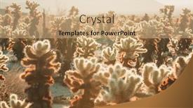  Presentation with saguaro - PPT theme with big-saguaro-cactus background and a  colored foreground