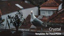  Presentation with seagull - Slides having big-seagull-sits background and a dark gray colored foreground