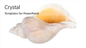  Presentation with seashell - Amazing slide deck having big seashell in close-up backdrop and a white colored foreground