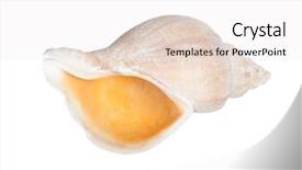  Presentation with seashell - PPT theme consisting of big seashell in close-up background and a sky blue colored foreground
