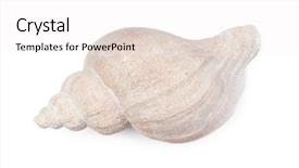  Presentation with seashell - Slide deck with big seashell in close-up background and a white colored foreground