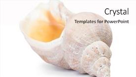  Presentation with seashell - Colorful PPT theme enhanced with big seashell in close-up backdrop and a sky blue colored foreground