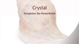  Presentation with seashell - PPT layouts having big seashell in close-up background and a lemonade colored foreground