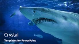  Presentation with shark - Presentation theme having scarcity - big shark in the oceanarium background and a ocean colored foreground