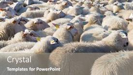  Presentation with sheep - Amazing slide set having big-sheep-herd-in-ede backdrop and a coral colored foreground