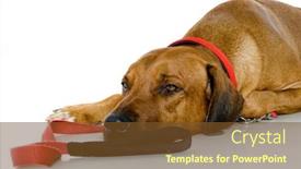  Presentation with studio - Presentation design consisting of big-sleepy-dog-lying-down background and a tawny brown colored foreground