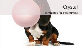  Presentation with basset hound - Slide set with big small bubbles - basset hound sitting down background and a lemonade colored foreground