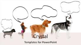  Presentation with bubble - Presentation with big small bubbles - dogs with empty cloud bubble background and a lemonade colored foreground