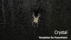  Presentation with spider web - Theme consisting of big spider in its background and a black colored foreground