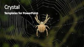  Presentation with spider - PPT theme having black widow spiders - big spider on the web background and a wine colored foreground