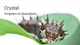  Presentation with caterpillar - Slide deck consisting of big spikey caterpillar wanders along a green leaf background and a white colored foreground