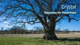  Presentation with spring tree - Amazing slide deck having big-sprawling-lonely-tree-without backdrop and a ocean colored foreground